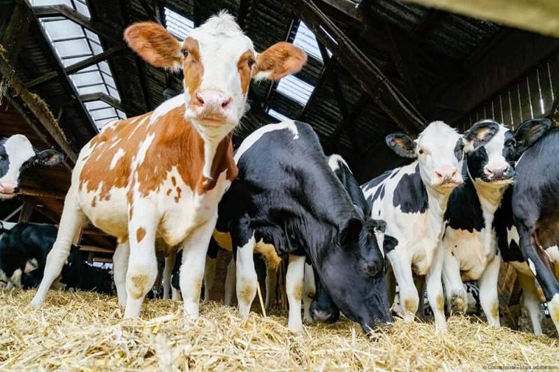 Landwirtschafts-, Klima- und Haustechnik-Service von Micklitza in der Region Lausitz