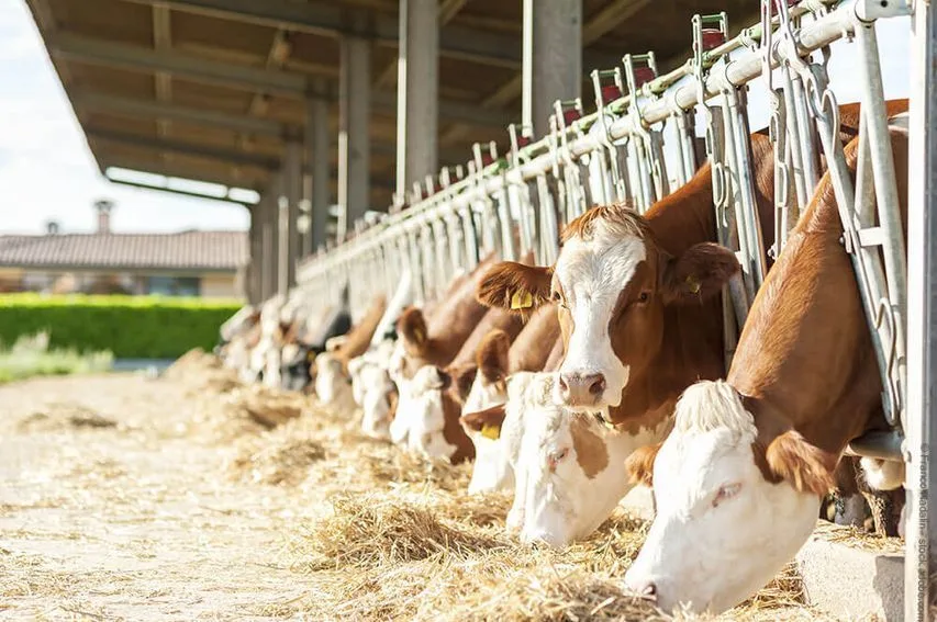 DeLaval Agrardienst, Melktechnik und Stallausrüstung Mario Micklitza